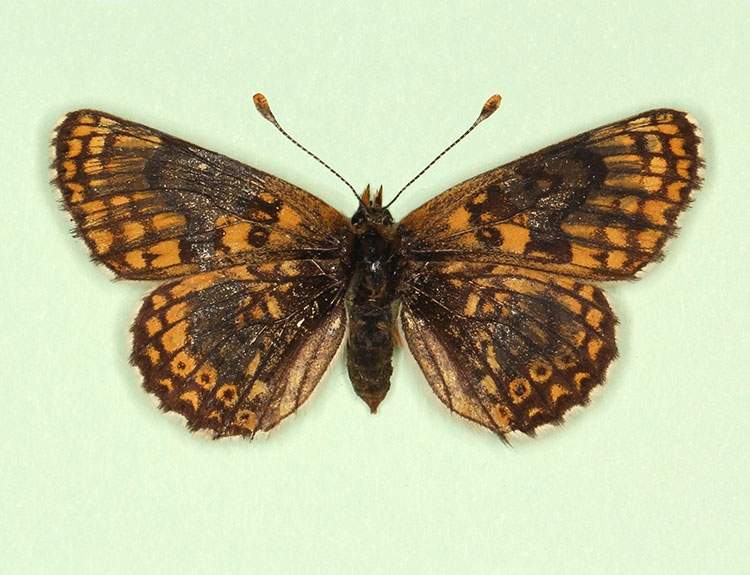 Melitaea cinxia female (aberrant form salzlii) (Internet Image property of respective owner, non-commercial use only)